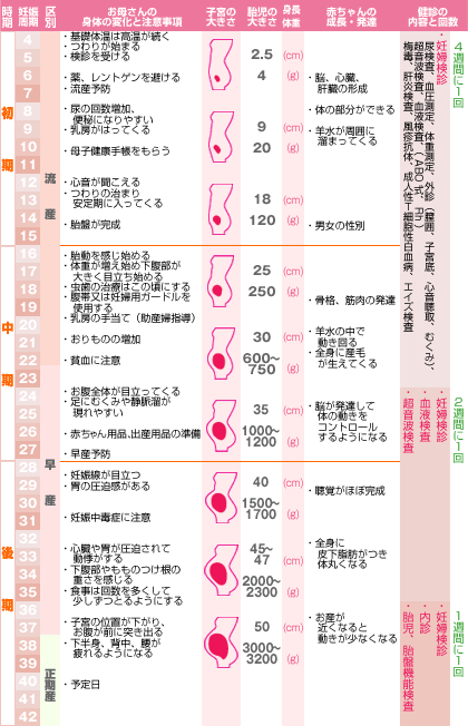 マタニティ スクスク成長カレンダー